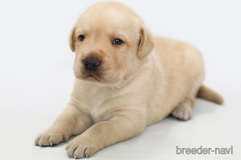 成約済の神奈川県のラブラドールレトリーバー-313747の2枚目